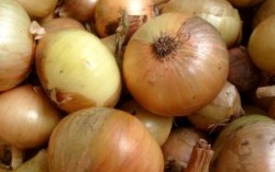 Покупаем репчатый лук оптом или выращиваем сами