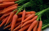 Ранние посевы не были полностью уничтожены зимними морозами