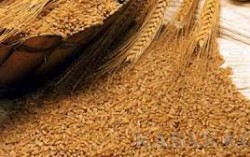 В Украине разрабатываются новые сорта твердой пшеницы с существенно повышенными качественными показателями
