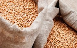 Запасы зерна в Украине на 37% ниже прошлогодних
