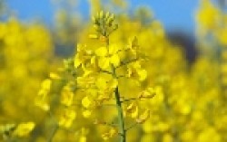 Украинский рапс: все предпосылки для высокого урожая