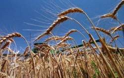 Урожай пшеницы на Украине может подскочить на 43%