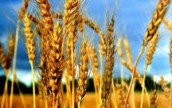 Украина и США готовы углублять сотрудничество в сфере сельского хозяйства
