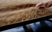 Объем экспорта российского зерна приближается к 15 млн. тонн