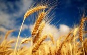 Украинская пшеница потеснит французскую на мировом рынке
