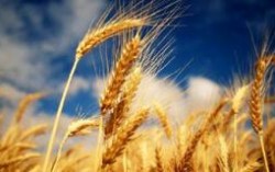 Украинская пшеница потеснит французскую на мировом рынке