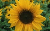 В Одессе обнаружили опасный сорняк в подсолнечнике