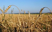 Азиатские страны запасаются причерноморской пшеницей