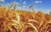 Кабмин Украины обязал всех субъектов хранения зерна декларировать его запасы