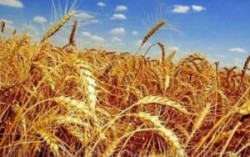 Кабмин Украины обязал всех субъектов хранения зерна декларировать его запасы