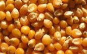 В восточном регионе Украины отмечается рост цен спроса на фуражную кукурузу