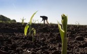 Украина: на полях Кировоградской области наблюдается нашествие гусеницы