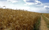 Россия и Украина компенсируют на мировом рынке сокращение экспорта пшеницы из США