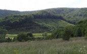 Экологи требуют прекратить залеснения ценных степей