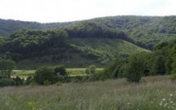 Экологи требуют прекратить залеснения ценных степей