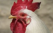 Украина в 2013 году увеличит экспорт курятины почти вдвое
