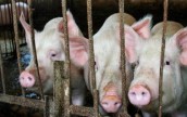 Госветфитоинспекция Украины запретила ввоз в страну белорусской свинины