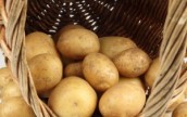 В Украине две области могут остаться без урожая картофеля