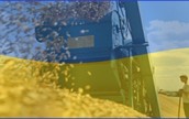 Украинская пшеница среди победителей в Египте