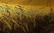Украина и США договорились о сотрудничестве в области селекции зерновых