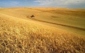 Аграрии не представляют, что государство будет делать с урожаем