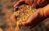 Продовольственная пшеница составляет 70% урожая