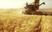В Украине к 26 июля собрано 25,7 млн. тонн зерна