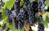 Цена на виноград в Киеве выросла почти наполовину