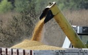 Украина планирует собрать рекордный урожай кукурузы