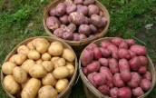 Урожай томатов, картофеля и бахчевых под угрозой