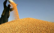 В Украине по состоянию на 31 июля намолочено почти 28 млн. тонн зерна