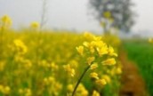 Рынок рапса находится под давлением