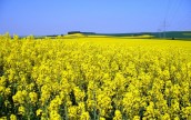 В Польше проходят протесты против ввоза дешевого рапса из Украины