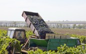 Урожай винограда в 2013 году в Украине может увеличиться почти на 10%