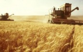 В Херсонской области намолочено зерна в два раза больше годовой потребности