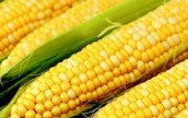 Цены на кукурузу в мире опустились до 3-летнего минимума