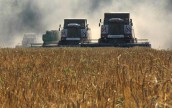 Несмотря на рекордный урожай зерновых в Украине, убытки будут
