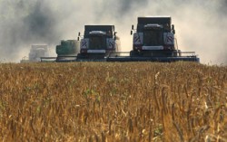 Несмотря на рекордный урожай зерновых в Украине, убытки будут
