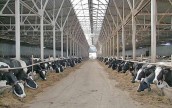 За I полугодие 2013 года объемы производства продукции животноводства в Херсонской области выросли на 10,4%
