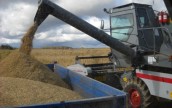 Иордания купила 100 тыс. тонн украинской пшеницы