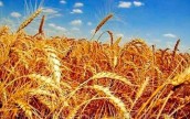 Пересмотрен прогноз урожая зерновых