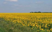 Аграрии Одесской области начали уборку подсолнечника