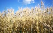 Эскалация сирийского конфликта не существенно повлияет на экспорт зерна из Украины