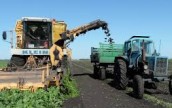 Винницкие аграрии начали уборку сахарной свеклы и заготовку сырья