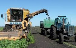 Винницкие аграрии начали уборку сахарной свеклы и заготовку сырья