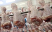 Украина накормит курятиной весь Китай