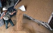 Украина может ограничить экспорт зерновых