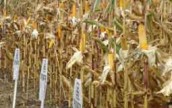 Аграрии Харьковской области приступили к уборке кукурузы и севу озимых зерновых