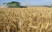Аграрии Львовской области собрали 832,1 тыс. тонн зерновых