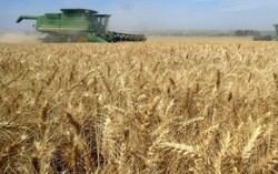 Аграрии Львовской области собрали 832,1 тыс. тонн зерновых